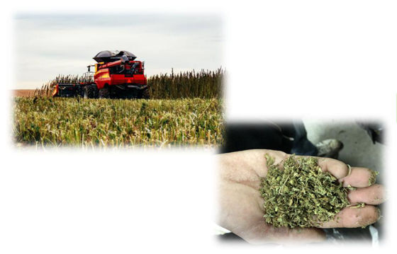 THC Ekstraksiyon CBD Ekstraksiyon Makinesi, Küçük Ölçekli CBD Ekstraksiyon Ekipmanları